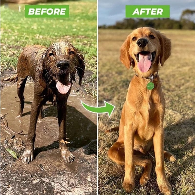 Chorro de spa para perros